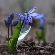 squill, Flower, blue