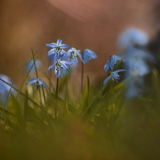 Siberian squill, Flowers, grass, Blue