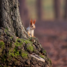 squirrel, trunk, trees