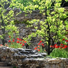 papavers, viewes, Stairs, trees