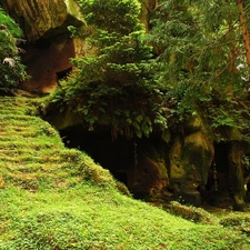 Stairs, forest, rocks
