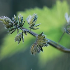 stalk, grass, inflorescence