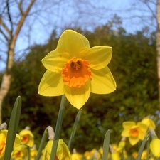 narcissus, stalk