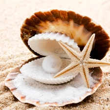 starfish, Shells, pearl