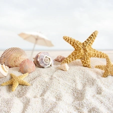 starfish, Beaches, Shells