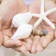 starfish, hands, Shells