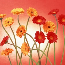 yellow, gerberas, stems, Red