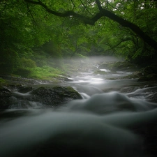 Stone, forest, brook