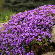 Stone, purple, Flowers