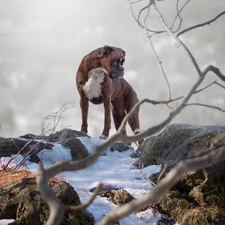 Stones, dog, boxer