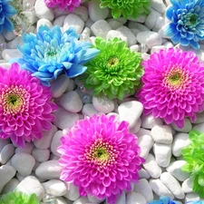 color, White, Stones, Flowers