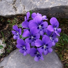 pansy, Stones