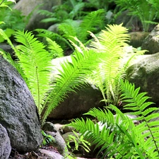 fern, Stones