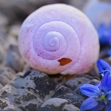 Stones, shell, Flowers