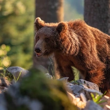 forest, Brown bear, Stones