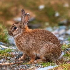 Stones, Rabbit, grass