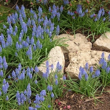 Muscari, Stones