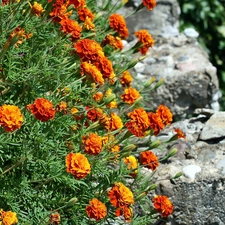 Tagetes, Stones