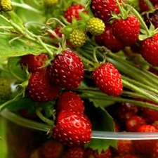 bushes, Strawberries