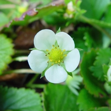 Strawberries, White, Flower