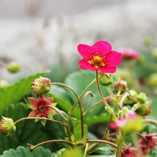 strawberries, Pink, Flowers