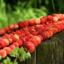 stump, viewes, Strawberries, trees