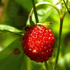 Mature, strawberry