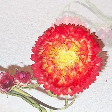 Graphic Effect, Helichrysum, Strawflower