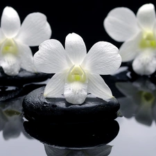 White, Stones, stream, orchids