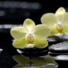 Yellow, Stones, stream, orchids