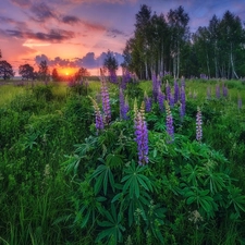 viewes, Great Sunsets, summer, trees, lupine