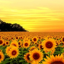 Nice sunflowers, Great Sunsets, summer, Flowers