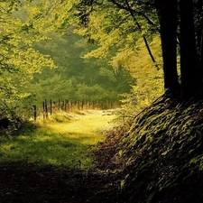 sun, autumn, Path, rays, forest