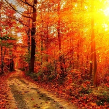 sun, autumn, Way, rays, forest