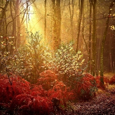 sun, light breaking through sky, forest, rays, autumn
