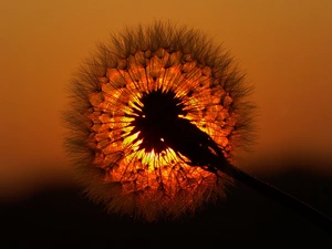 sun, puffball, common