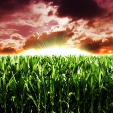 Field, clouds, sun, corn-cob