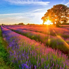 Field, west, sun, lavender