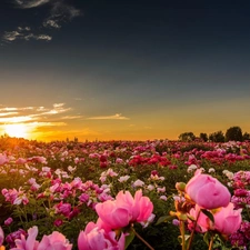 Field, west, sun, peony