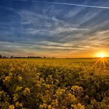 Field, west, sun, rape