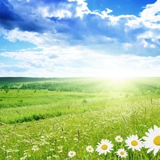 clouds, Meadow, sun, Flowers, rays, woods