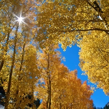 forest, Leaf, sun, Yellow