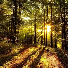 forest, rays, sun, Way