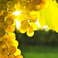 Grapes, sun