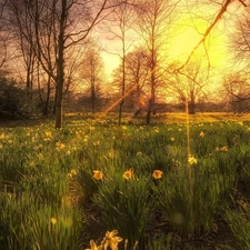 grass, rays, sun, Daffodils