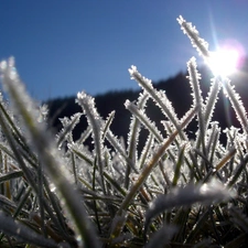 grass, rays, sun, rime