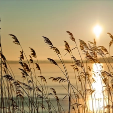 lake, rays, sun, grass