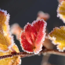 ligh, frosty, flash, Leaf, branch, sun, luminosity