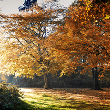 ligh, Park, flash, Przebijające, Autumn, sun, luminosity