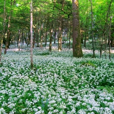 ligh, Flowers, flash, Przebijające, forest, sun, luminosity